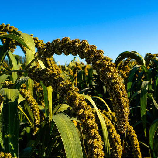 【薯都小镇·农家小米】袋装2.5KG  原生态农家小米  有机健康 商品图4
