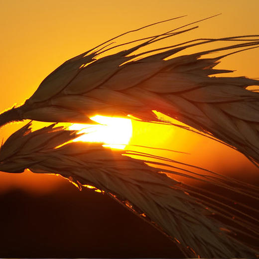 【薯都小镇·精制小麦粉】5KG规格   原生态农家五谷  有机健康 商品图3