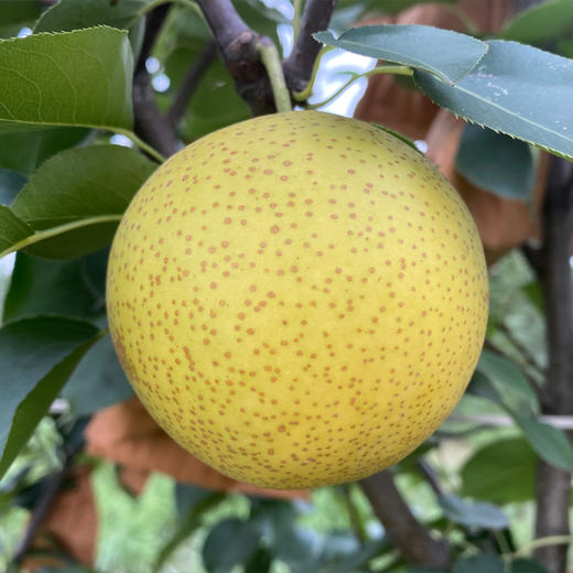 有机花皮皇冠梨 商品图5