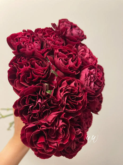 单头康乃馨 | 永恒 商品图4