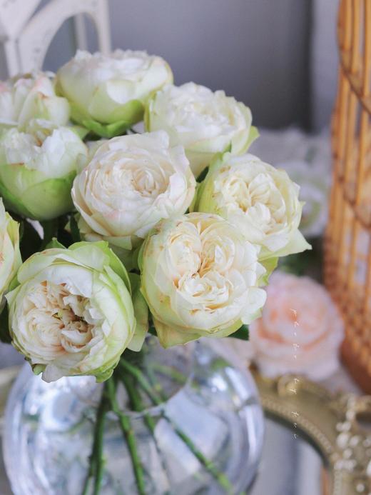 【夏雨荷玫瑰.稀有】9支送1支/份 买2份减10元 白绿色系 标准的奥斯汀花芯 商品图5