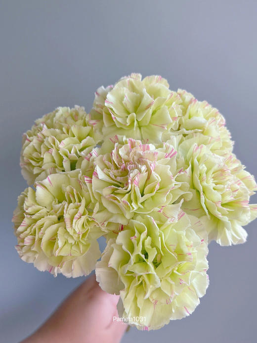 单头康乃馨 | 淡妆 商品图2