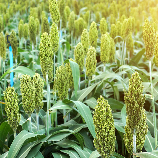 【薯都小镇·农家小米】袋装2.5KG  原生态农家小米  有机健康 商品图1