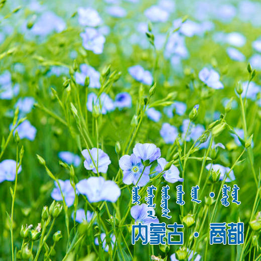 【薯都小镇·浓香胡麻油】2.5L/5L两种规格   自然生长  内蒙特产 商品图2