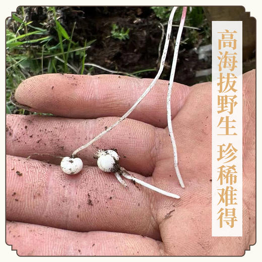 万物本草川贝母干 四川贝母润泽咽喉 可配甘草陈皮 商品图2