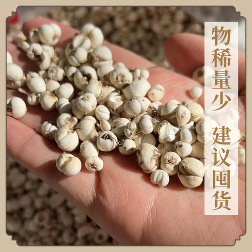 万物本草川贝母干 四川贝母润泽咽喉 可配甘草陈皮 商品图3