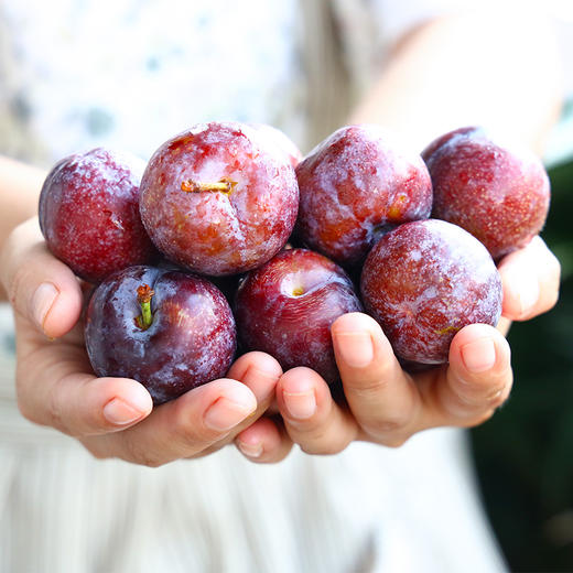 【四川脆红李】 脱骨李 脆甜多汁 肉质脆爽 现摘现发 商品图2