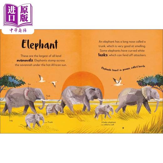【中商原版】The Bedtime Book of Animals DK动物睡前怎么样 英文原版儿童绘本 科普读物 7到12岁 DK Publishing 商品图1