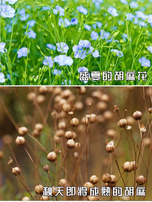 【薯都小镇·浓香胡麻油】2.5L/5L两种规格   自然生长  内蒙特产 商品图4