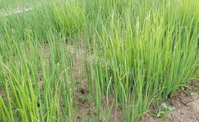 大葱苗什么时候种最合适?种葱苗的方法和步骤