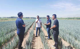 种大葱一亩地要投资多少钱？