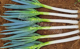 极晚抽大葱哪个品种好