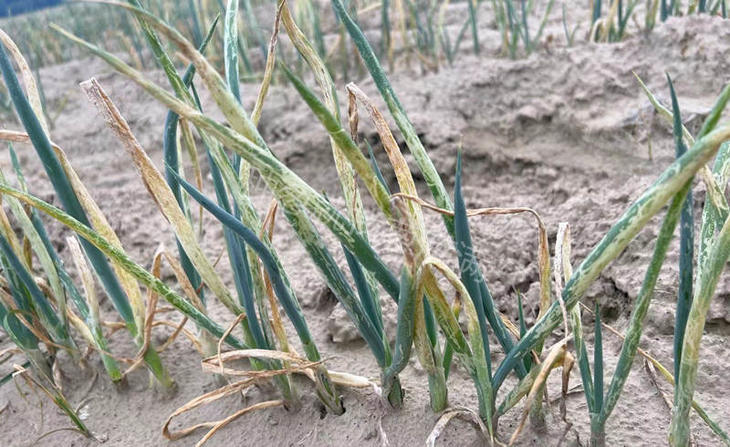 劣质种子大葱出现病虫害