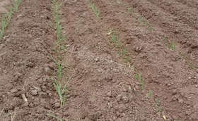 大葱越长越小是什么原因?大葱移栽后不长怎么办？