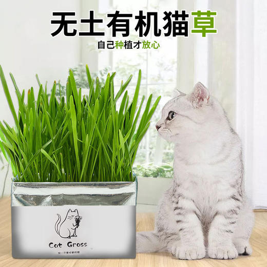 【宠物用品】无土猫草 清洁口腔去毛球猫草栽培套装 猫用品 商品图0