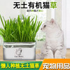 【宠物用品】无土猫草 清洁口腔去毛球猫草栽培套装 猫用品 商品缩略图3