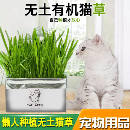 【宠物用品】无土猫草 清洁口腔去毛球猫草栽培套装 猫用品 商品图3