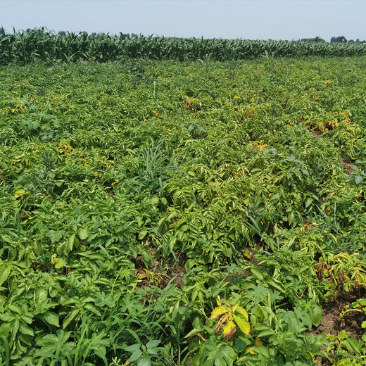 有机山地小黑土豆 商品图9