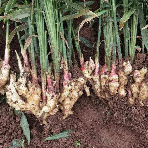 有机原土生姜  2斤/5斤 商品图5