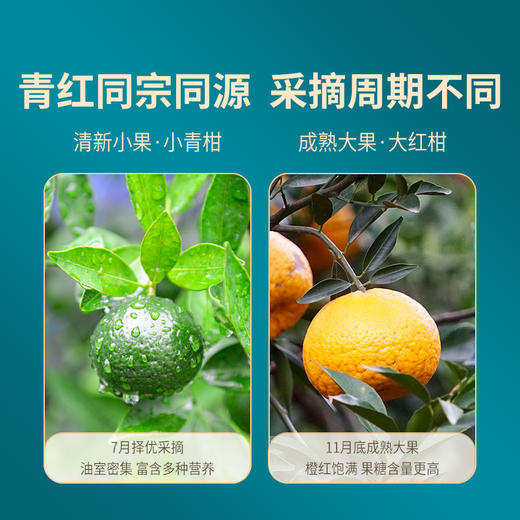 澜沧古茶2016年茶妈妈小青柑+2016年茶妈妈大红柑普洱熟茶双罐组合500g 商品图1