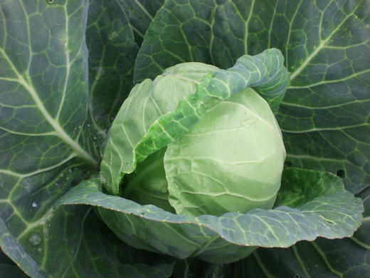 [专业种子] “全家福三号”甘蓝种子 商品图0