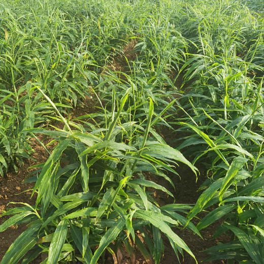 有机原土生姜  2斤/5斤 商品图7