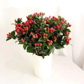 【周四秒杀】10枝相思红豆39.8元