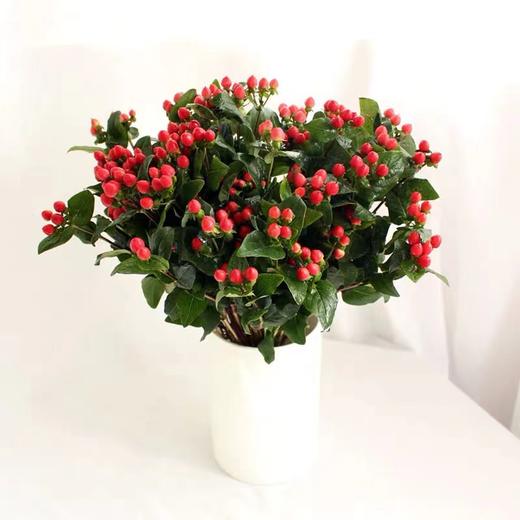 【周四秒杀】10枝相思红豆39.8元 商品图0