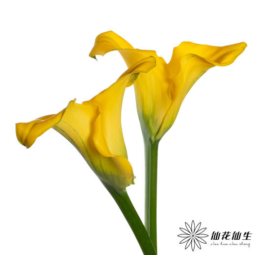 丽江马蹄莲 ｜ 变异黄【轻微压伤不售后，介意慎拍】 商品图3