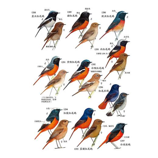 中国鸟类野外手册(马敬能新编版)(上下册) 商品图7