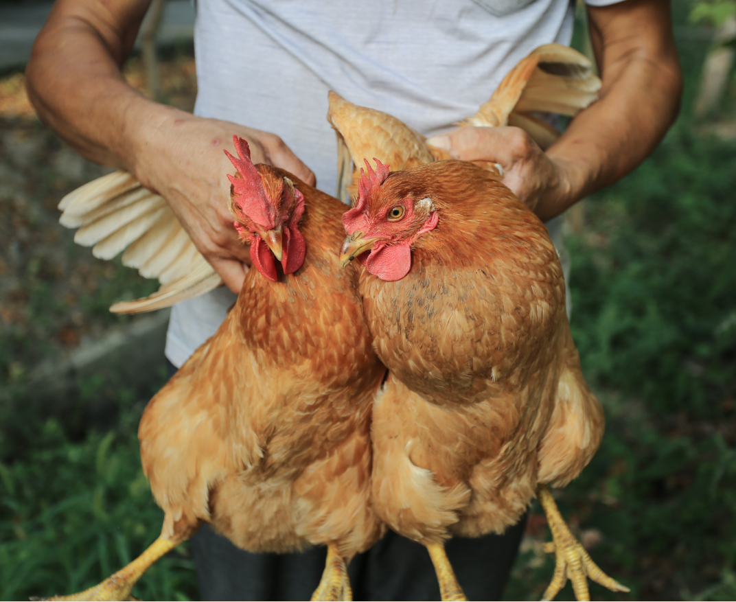 花间村散养鸡全净膛（适合做白斩鸡）每只约2斤左右