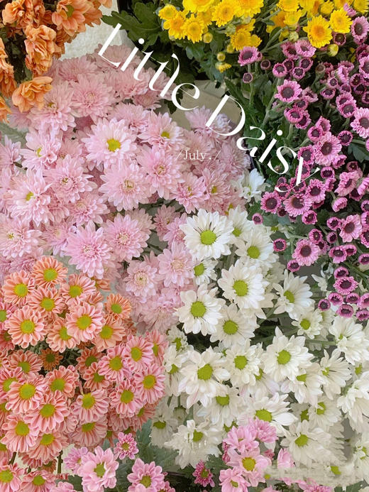 混色小雏菊（五枝） 商品图0