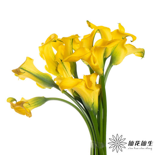 丽江马蹄莲 ｜ 变异黄【轻微压伤不售后，介意慎拍】 商品图1