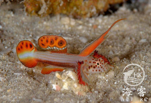 火炬虾虎 商品图1