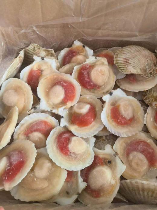 大连渤海冻半壳虾夷扇贝顺丰快递运费到付 商品图7