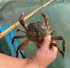  ​黑龙江不产的专属美味！专挑个大肉肥的，真鲜灵儿~ 