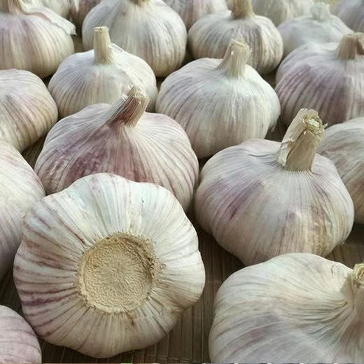 有机蒜头 商品图2