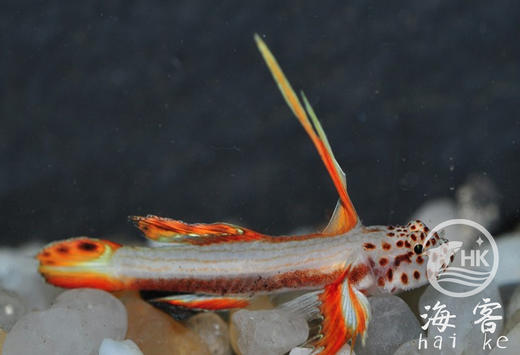 火炬虾虎 商品图0