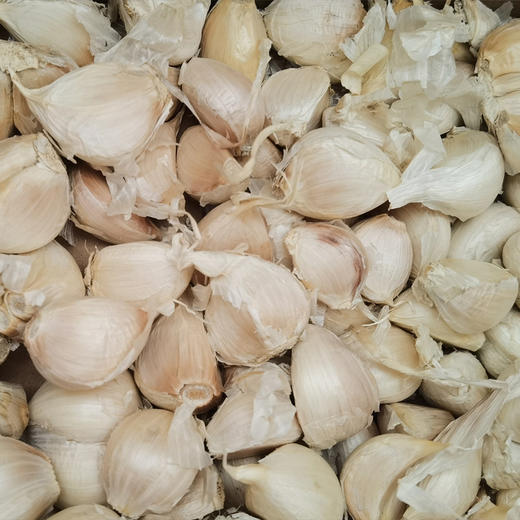 有机蒜头 商品图5