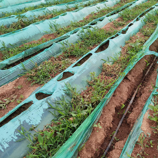 有机原土生姜  2斤/5斤 商品图6