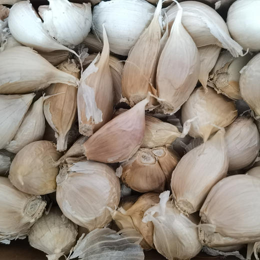 有机蒜头 商品图3