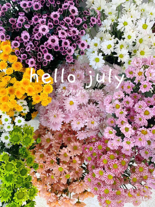 混色小雏菊（五枝） 商品图1