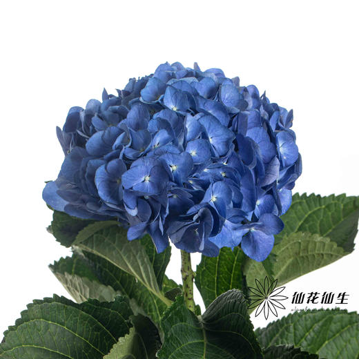 绣球 | 深蓝 商品图3