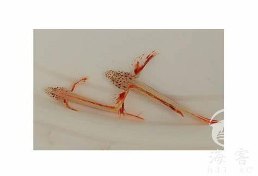 火炬虾虎 商品图2