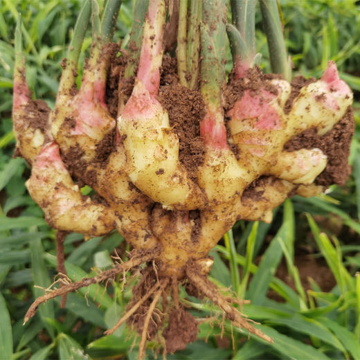 有机原土生姜  2斤/5斤 商品图10