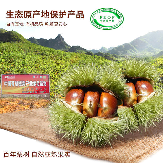 神栗2025新下树百年树龄有机生板栗5斤装 商品图1