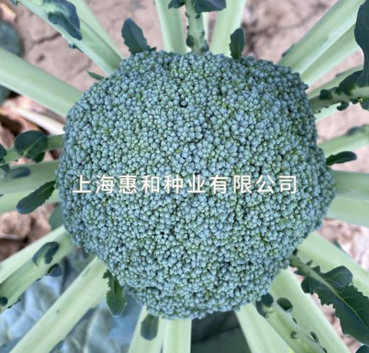 [专业种子] “强势104”西兰花种子 商品图0