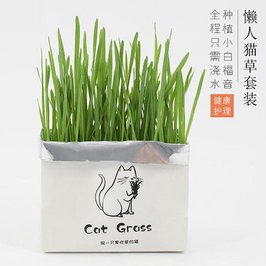 【宠物用品】无土猫草 清洁口腔去毛球猫草栽培套装 猫用品 商品图2
