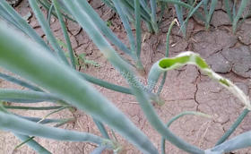 大葱生虫怎么办?青虫防治有哪些妙招?