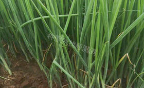 大葱秋季育苗有哪些注意事项